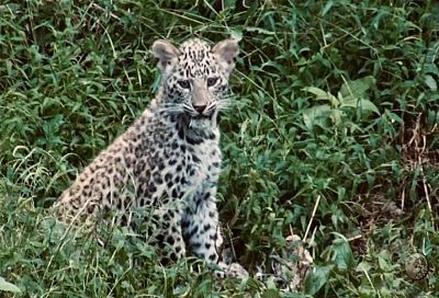 Первая добыча: котята леопарда в Сочинском нацпарке учатся охоте