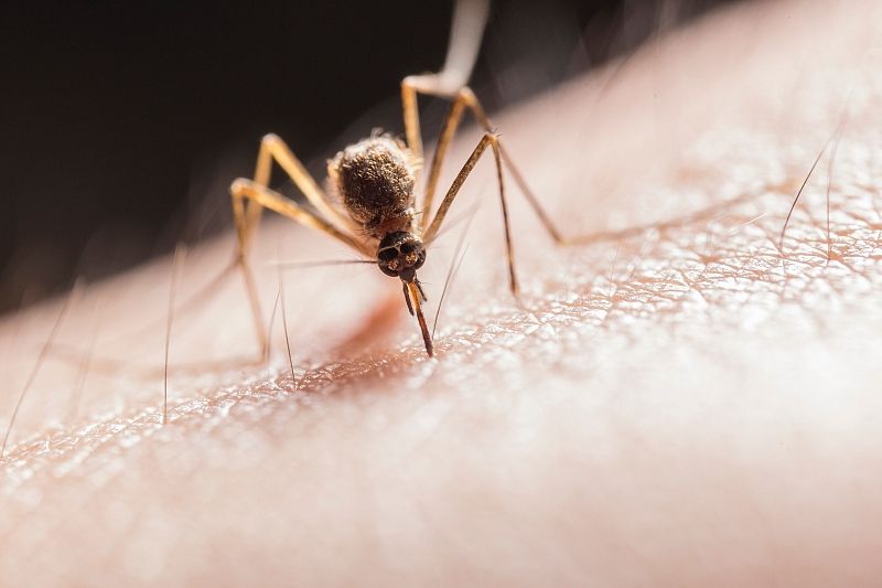 Как избавиться от зуда после укуса комара
