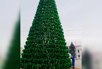 В Динском районе с главной ели украли ветки