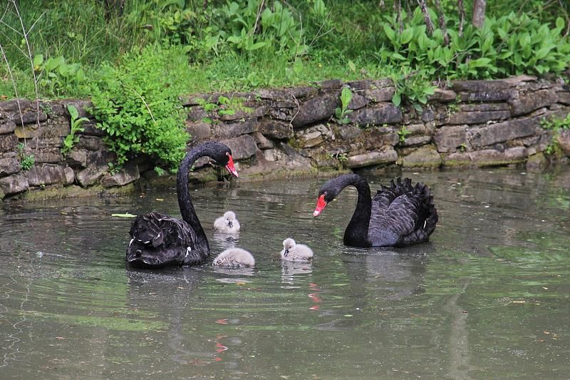  В сочинском «Дендрарии» у пары черных лебедей появились на свет три птенца