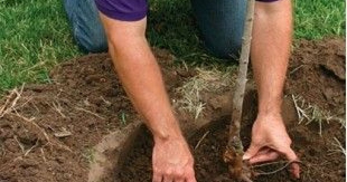 Можно ли пересаживать. Корни саженцев яблони. Посадка саженцев плодовых деревьев. Корневая шейка у гортензии метельчатой. Посадка саженцев с Окс.