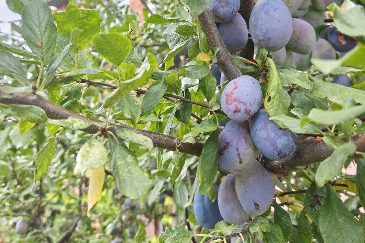 По 6 ложек под каждое дерево: как вернуть сливам фосфор, калий и кальций, чтобы потом обомлеть от урожая