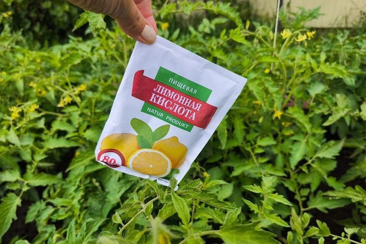 Поможет впитать все полезные вещества: как опытные огородники используют лимонную кислоту