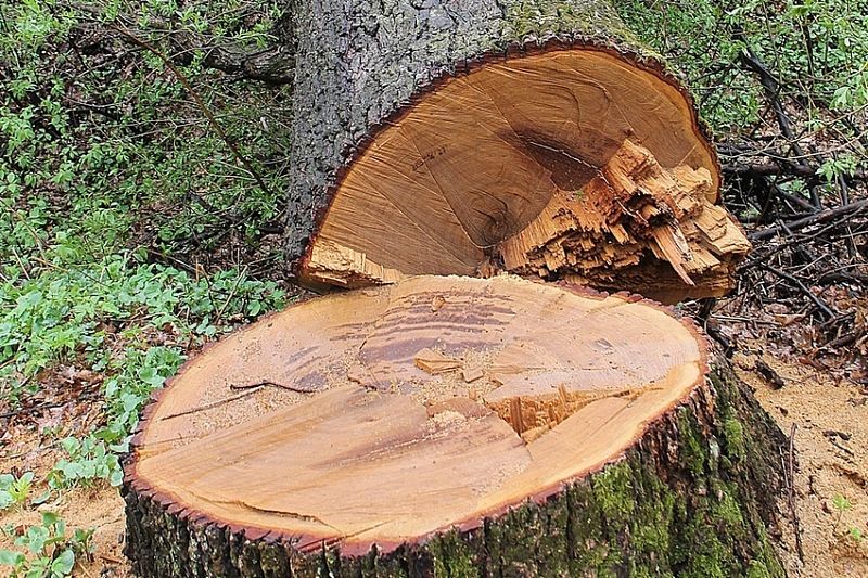 В Краснодарском крае неизвестные вырубили деревья на 10,8 млн рублей
