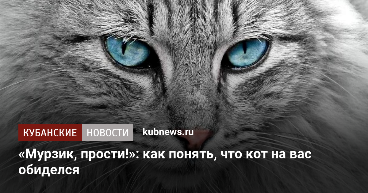 На картинке три подружки с ними кот мурзик кто хозяин кота