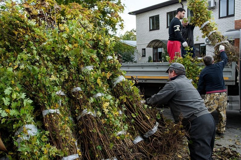 Еще 6 тыс. саженцев деревьев и кустарников раздадут в Краснодаре до конца ноября