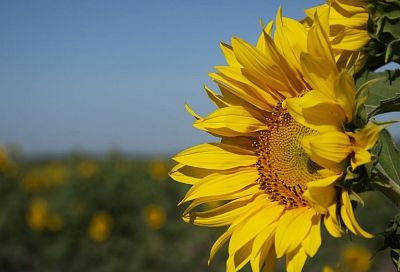 В ЮФУ научились определять спелость подсолнечника с дрона с точностью 98%