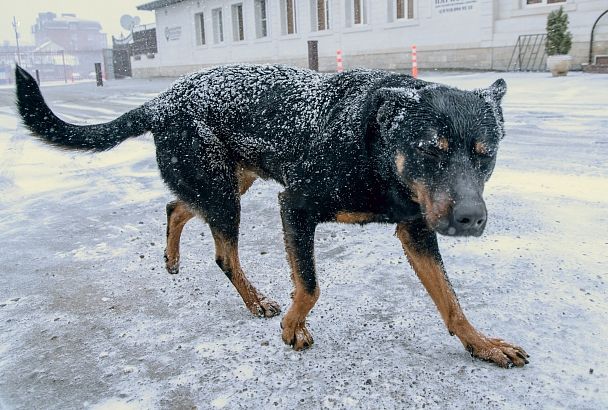 Ледяной дождь и мокрый снег обрушатся на Краснодарский край в выходные
