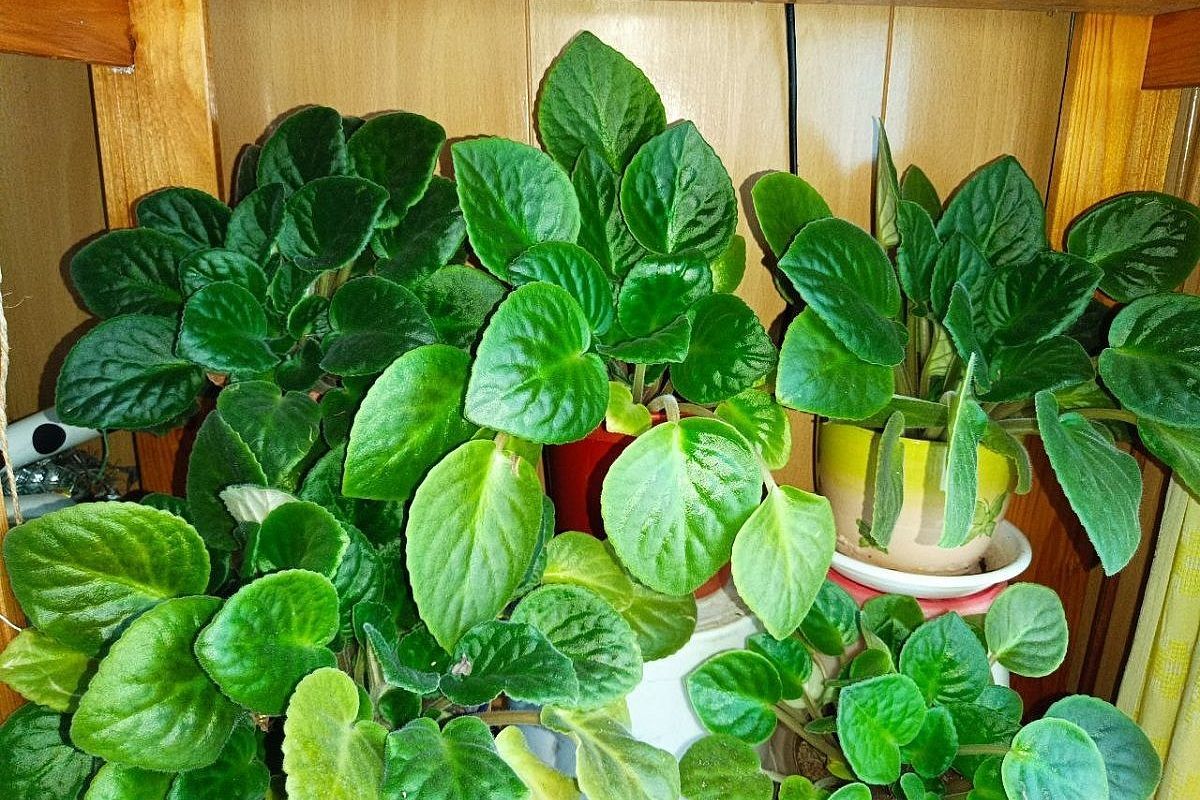 Фиалка выпустила «лопухи», а бутонов не видать? Спасаем ситуацию простыми методами