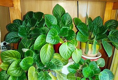 Фиалка выпустила «лопухи», а бутонов не видать? Спасаем ситуацию простыми методами