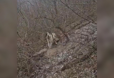 В лесу под Новороссийском нашли привязанного к дереву пса