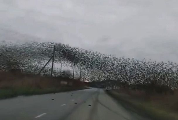 Танец тысячи птиц сняли на видео в Краснодарском крае