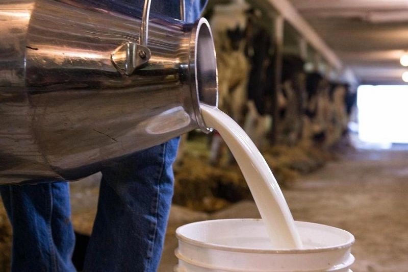 Краснодарский край лидирует в России по объему производства молока