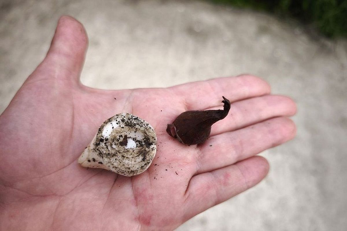 Раненый тюльпан: как вернуть к жизни поврежденную лопатой луковицу