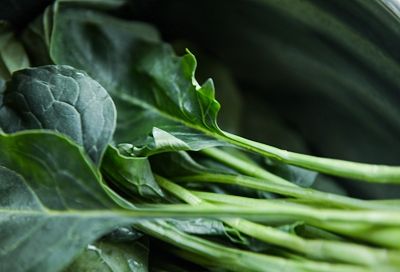 «Белая дача» вложит 1 млрд рублей в выращивание салатов в Новороссийске
