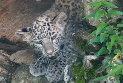 Вольеры стали малы: котят леопардов в Сочинском нацпарке готовят к выпуску в дикую природу