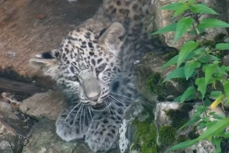 Вольеры стали малы: котят леопардов в Сочинском нацпарке готовят к выпуску в дикую природу