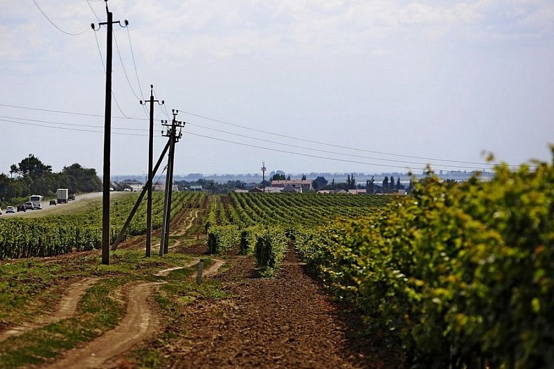 Глава Кубани Вениамин Кондратьев: «Рассчитываем на высокий урожай винограда в 2022 году»