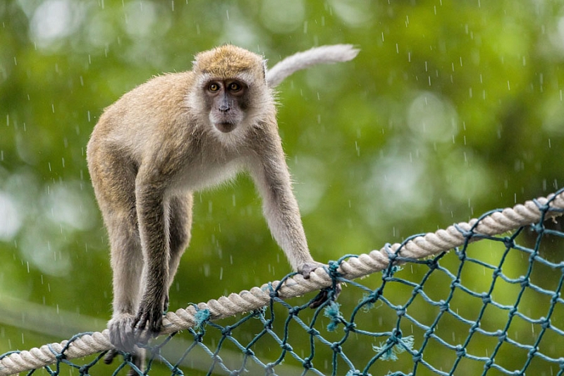 Что будет, если не накормить тайских обезьян?