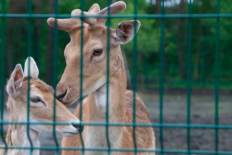 В Краснодарском крае в 12 зоопарках и океанариумах выявили нарушения требований содержания животных
