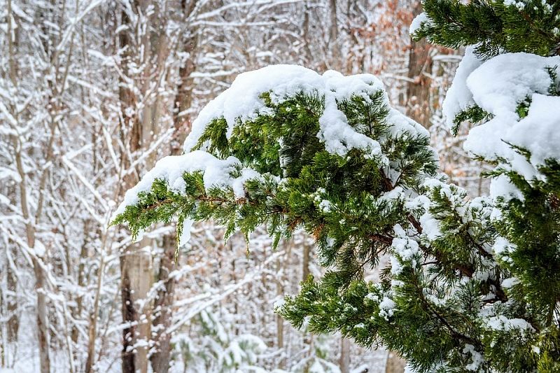 В горах Сочи ожидается сильное налипание мокрого снега 29 января