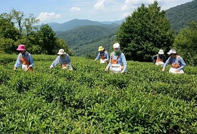 «Растет без пестицидов». Роскачество назвало краснодарский чай самым органически чистым и полезным 