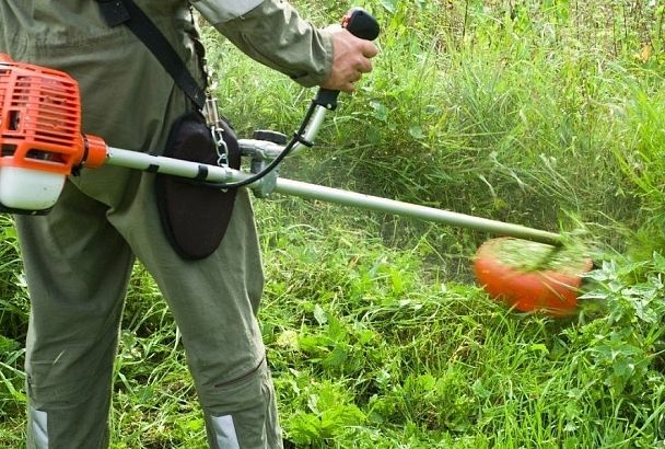 В Краснодаре прошли рейды по выявлению участков, заросших амброзией