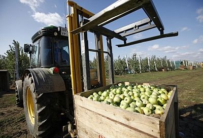 На развитие садоводства Кубани в 2026 году направили более 1,2 млрд рублей федеральных и краевых средств