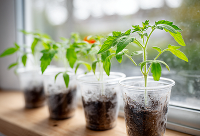 Как не загубить рассаду томатов на ранней стадии: правильный полив и подкормки