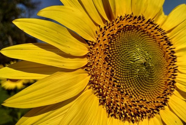Осколки солнечного дня: как вырастить подсолнух, чтобы было красиво и съедобно