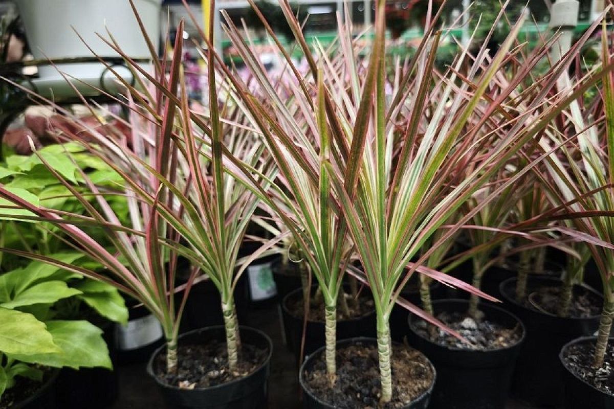 Цветок для новоселов: драцена – лучший защитник от опасных испарений мебельного лака