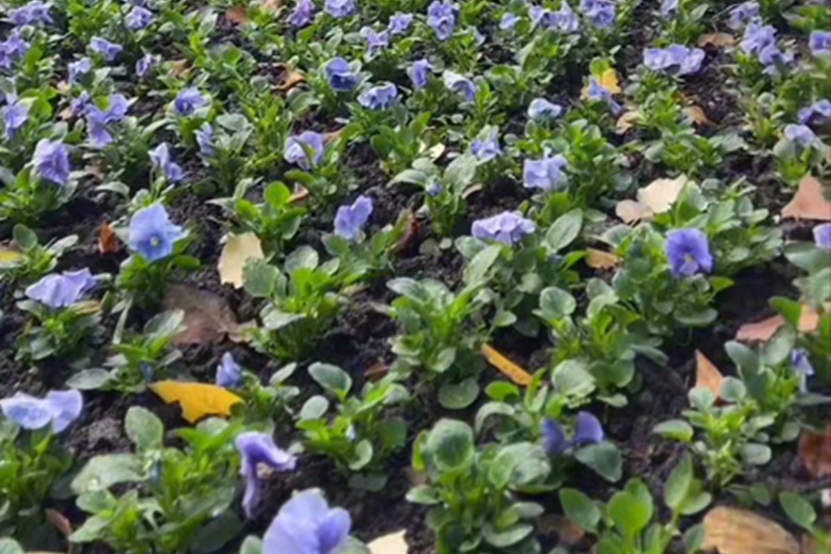 Виолы, тюльпаны, крокусы: более 300 тысяч цветов высадят на улицах Краснодара