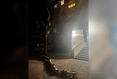 Уголовное дело возбуждено после падения дерева на женщину с ребенком в Краснодаре