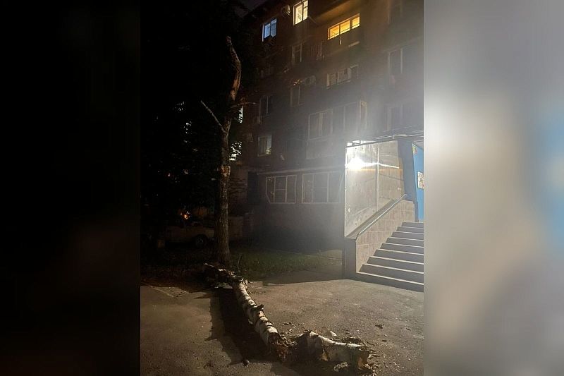 Уголовное дело возбуждено после падения дерева на женщину с ребенком в Краснодаре
