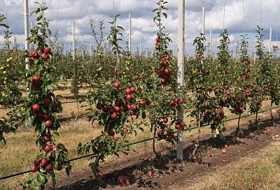 Елена Блиновская вернула компанию «Сады Адыгеи