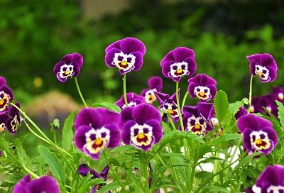 Больше не использую это аптечное средство. Мои цветы чуть не погибли