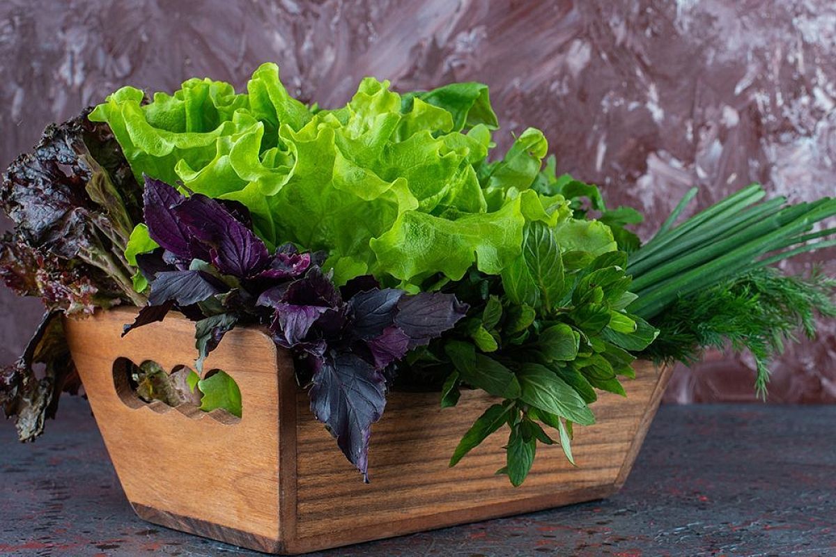 Лучший салат для посадки в июле 2025: 5 жаростойких сортов от института им. Вавилова