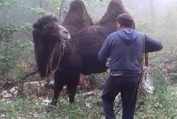 В горах под Новороссийском заблудился табун верблюдов