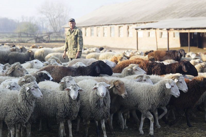 В Краснодарском крае за год число вступивших в кооперативы фермеров увеличилось почти на 30%