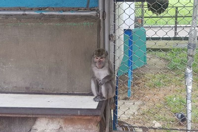 В Сочи в НИИ медицинской приматологии ставили опыты над незаконно ввезенными в страну из Вьетнама обезьянами