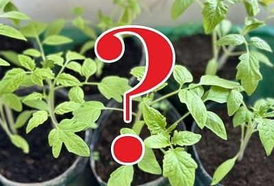 А так уж ли надо сеять овощи на рассаду или можно сразу в грунт: плюсы, минусы и правильное решение