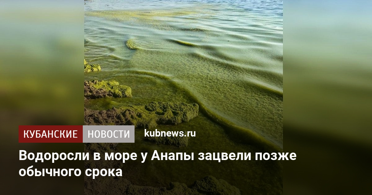 Когда цветет море в геленджике. Цветение моря. Цветение моря в Анапе. Черное море цветет. Цветение водорослей в Анапе период.