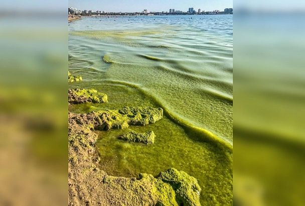 Водоросли в море у Анапы зацвели позже обычного срока