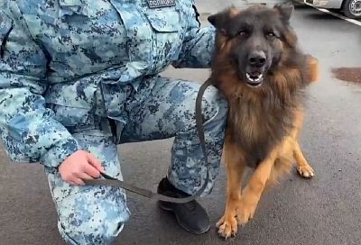 Кубанские полицейские подобрали на улице потерявшегося пса и приняли его на службу