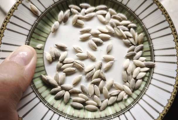 Огурцы слаще от молока и меда: народная мудрость или миф?