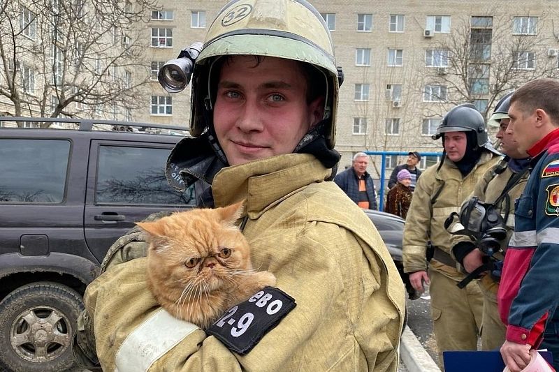 Сотрудники МЧС откачали потерявшего сознание кота во время пожара