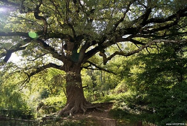 Российским деревом года может стать 500-летний дуб-великан из Туапсинского района  