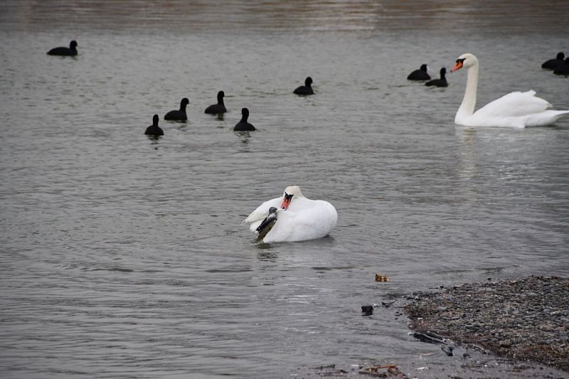 Запутавшегося в рыбацких снастях лебедя спасли в Новороссийске