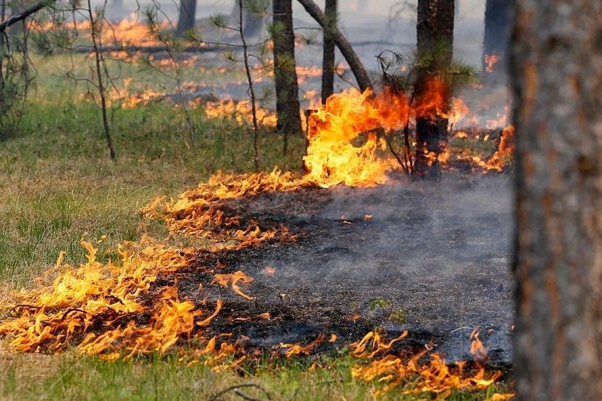 В Краснодарском крае ожидается пожароопасность 5 класса