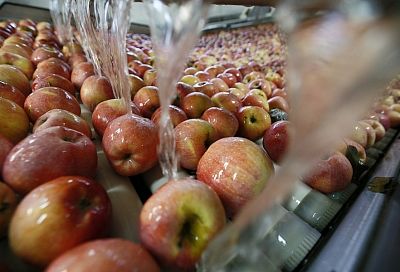 Кубанская агрофирма по нацпроекту оптимизирует процесс упаковки яблок